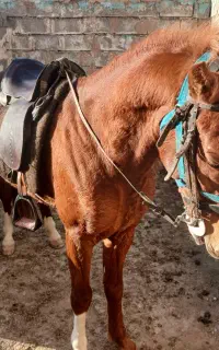 کره  یورقه از  طوفان نیشابوری