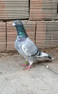 کبوتر نر