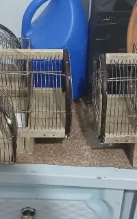 سهره تله چهار تایی سهره