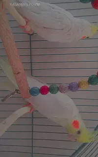 عروس هلندی و کلبه