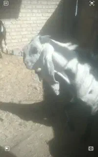 نربزپنجابی بیتل