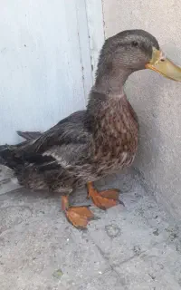 اردک نر کله قازی