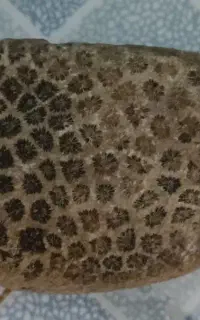 سنگ فسیل مرجان