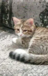 واگذاری گربه خونگی
