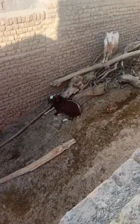 چاوش