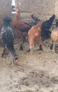 باری خروس دیلگونی