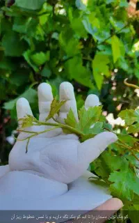 تندیس دست و پای کودک دلبندنان