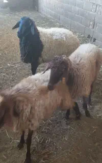 گوسفند داشتی