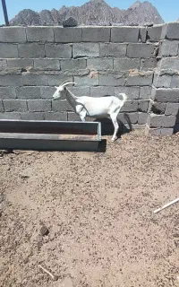 بز سانن شیری جنس خوب