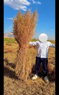جارو محلی