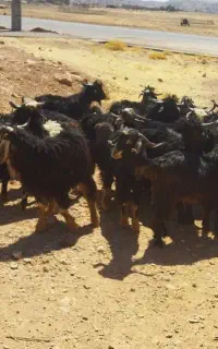 چپش نر