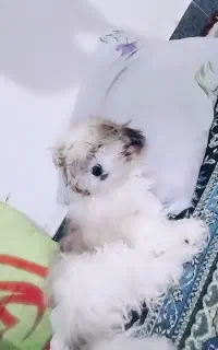 سگ باهوش