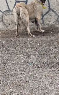 واگذاری‌ ماده‌ پله