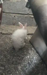 خرگوش رودان