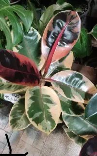 گل و گیاه اپارتمانی حراج پایین تربن قیمت