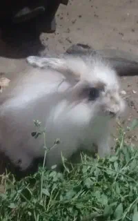 خرگوش لوپ هلندی