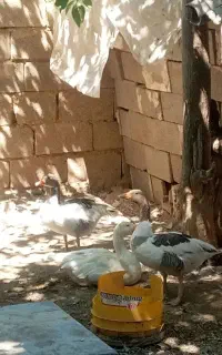 غاز