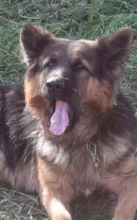 ژرمن شپرد اصل لانگ هیر