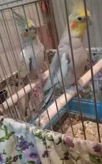 یک جفت عروس هلندی نروماده دستی