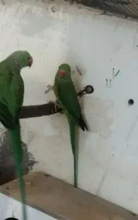 طوطی ملنگو