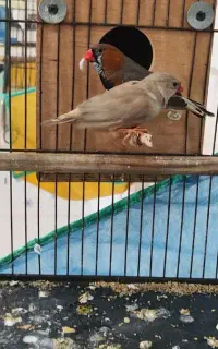 فنچ مولد کینگ و نرگسی