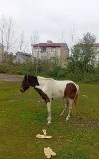 مادیان  ابلق