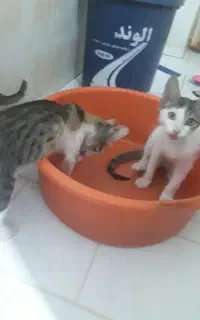 باسلام 4تاگربه ی نروماده