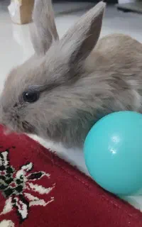 بچه خرگوش