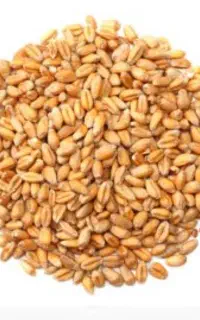 فروش گندم