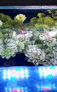 گیاه اکواریوم