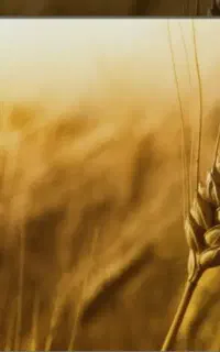 گندم