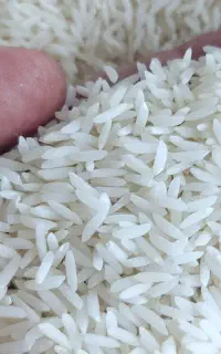 برنج طارم هاشمی اعلا
