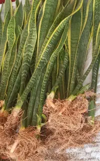 سانسوریا شاخه ای