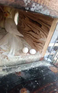 عروس هلندی مولد