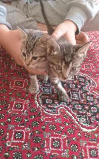 گربه خانگی رایگان
