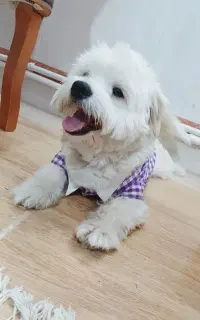 سگ ،سگ پاکوتاه