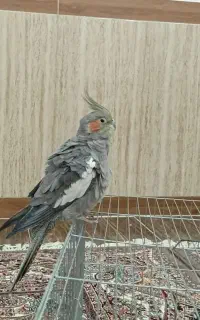 طوطی