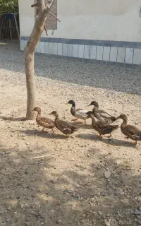 اوردک اصل دریایی