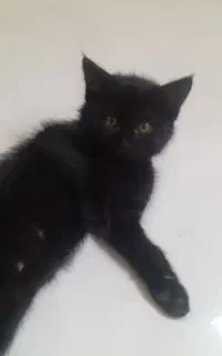 بچه گربه دوماهه