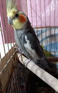 یه جفت عروس هلندی سالم و سر حال