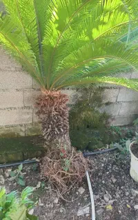 سیکاس