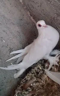 کود  کفتر