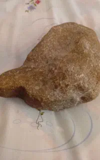 سنگ لاک پشتی