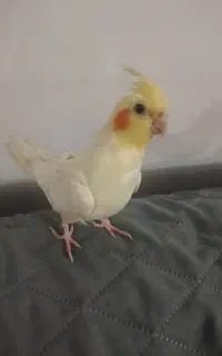 عروس هلندی ماده
