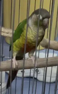یک عدد گرینچیک گمشده