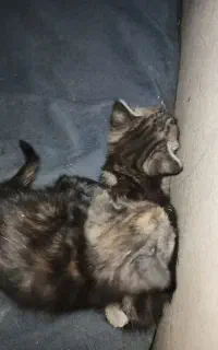 گربه dsh