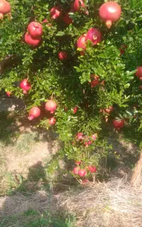 به چند نفر کارگر انار چین نیازمندیم