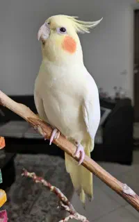 عروس هلندی گمشده در دوشان