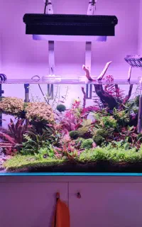 طراحی و راه اندازی آکواریوم گیاهی (پلنت)