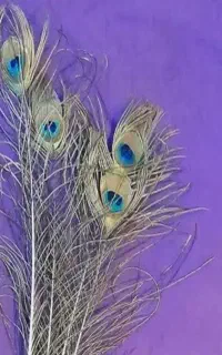 پر طاووس طبیعی